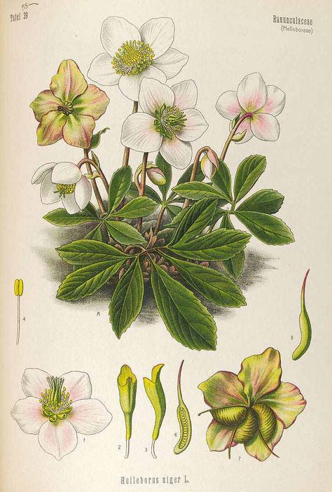 Helleborus niger L. Christmas rose Köhler, F.E., Medizinal Pflanzen, vol. 4: t. 38 (1890) - FREE PRINTABLE LARGE SIZE Fruit Paintings, Lenten Rose, Rose Illustration, Illustration Botanique, Christmas Rose, Vintage Botanical Prints, Scientific Illustration, Plant Illustration, Botanical Drawings