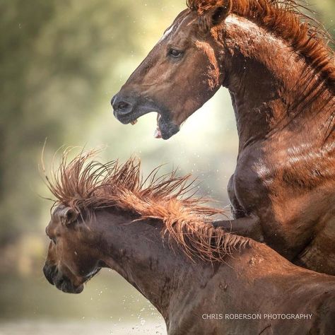 Wild Horses Mustangs, Horse Anatomy, Horse Inspiration, Birds Art, Horse Face, Horse Drawing, Horse Drawings, Rare Animals, About Animals