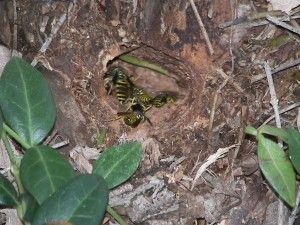 Yellow Jacket Trap, Hornets Nest, Wasp Nest, Yellow Jackets, Yellow Jacket, Garden Boxes, Wasp, Lawn And Garden, The United States