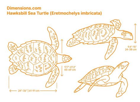 Hawksbill Sea Turtle, Sea Turtle Drawing, Hawksbill Turtle, Cardboard Animals, Animal Outline, Blueprint Drawing, Animals Information, Turtle Drawing, Shark Pattern