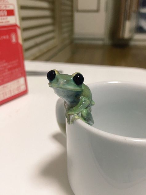 Cute Frogs, Frogs, On Twitter, Twitter, Green, Animals