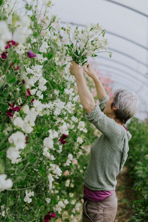 A detailed guide to growing sweet peas | House & Garden Grow Sweet Peas, Natural Plant Food, Growing Sweet Peas, Flowers House, Sweet Pea Plant, Growing Cut Flowers, Pea Plant, Plant Ties, Sweet Pea Flowers