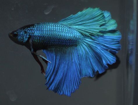 live Tropical Fish- BIG SIZE  turquoise blue  green Rosetail halfmoon betta I39 Green Betta Fish, Blue Beta Fish, Aquatic Photography, Corey Harrison, Blue Betta Fish, Betta Fish Blue, Fish Anatomy, Fish Fin, Aquatic Art