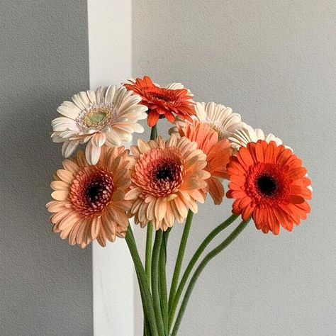 Gerbera Flower, Vintage Flowers Wallpaper, Sunflower Wallpaper, Flower Handmade, Gerbera Daisy, Flowers Wallpaper, Ceremony Backdrop, Real Flowers, Flower Wallpaper