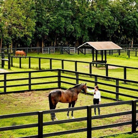 Horse Pasture Ideas Fencing, Horses In A Pasture, Horse In Paddock, Horse Pasture Ideas, Horse Paddocks, Horse Pasture, Horse Paddock, Horse Farm Ideas, Horse Barn Ideas Stables