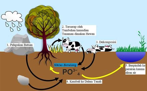 Kumpulan gambar tentang Gambar Fosfor Bagi Tanaman, klik untuk melihat koleksi gambar lain di KibrisPDR Daur Air, Sumber Daya Alam, Photosynthesis, Biology, Movie Posters, Art