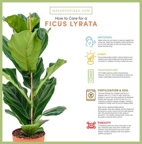 Ficus Lyrata Care, Ficus Lyrata Indoor, Lyrata Plant, Fiddle Leaf Fig Care, Soil Texture, Plant Mama, Ficus Lyrata, Fiddle Leaf, Fiddle Leaf Fig