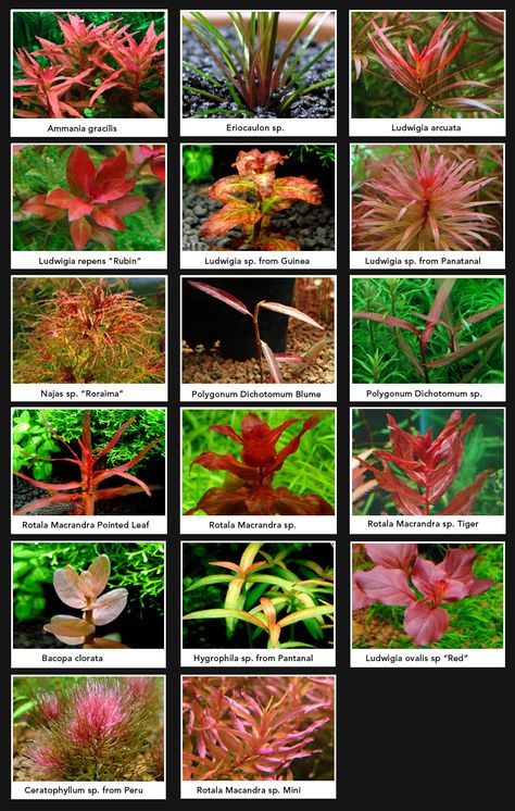 Red Aquarium Plants, Aqua Scaping Freshwater Aquarium, Paludarium Plants, Red Aquarium, Background Aquarium, Different Types Of Plants, Tanaman Air, Freshwater Plants, Aquarium Garden