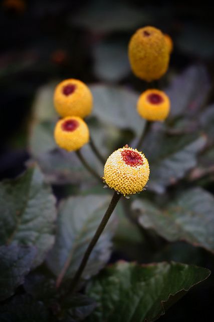 Acmella oleracea (Buzz balls) formerly Spilanthes | by KarlGercens.com GARDEN LECTURES Corpse Flower, Herbal Plants, Unusual Flowers, Red House, Samurai Swords, Art Practice, Colorful Garden, Gardening For Kids, Beauty Quotes