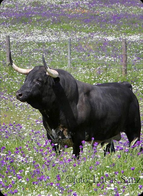 Bull Pictures, Wild Bull, Bull Painting, Taurus Bull, Bull Art, Bull Cow, Wild Animals Pictures, Big Animals, Bull Riding