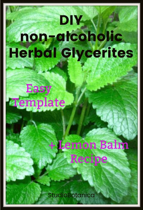 DIY Alcohol-Free Herbal Glycerites. Learn how to make glycerites at home. Template + Recipe for Lemon Balm glycerite recipe Lemon Balm Recipes, Lemon Balm Tincture, Infused Vinegars, Lemon Balm Extract, Holistic Recipes, Herbal Tinctures, Herbal Recipes, Herbal Apothecary, Infused Olive Oil