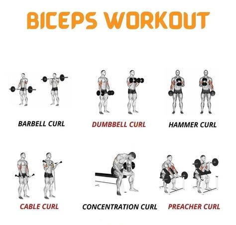 Biceps Workout At Gym, Biceps Workout, Biceps Workout Chart, Biceps Workout Chart For Men, Biceps Workout Challenge, Biceps Workout For Men, Biceps Workout Gym, Biceps Workout Dumbbell, Biceps Workout With Dumbbell, Biceps Dumbbell Workout, Biceps Workout List , Biceps Workout Muscle , Biceps Only Workout, Biceps Workout Plan, Biceps Workout Plan  Gym. Bicep Hammer Curls, Full Biceps Workout, Dumbbell Biceps Workout, Arm Curls Workouts, Bicep Curls How To Do, Hammer Curls Dumbbell, Barbell Arm Workout, Workout Free Weights, Dumbbell Hammer Curl