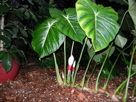 Photo of Philodendron pastazanum uploaded by homer1958 Philodendron Pastazanum, Cactus Names, Amazing Plants, Fairy Homes, Philodendron Plant, Airbnb Promotion, Plant Aesthetic, Green Witch, Plant Lady