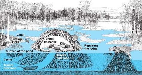 Beaver Dam and Lodge Beaver Habitat, Beaver Lodge, The Wild Robot, North American Wildlife, Beaver Dam, Video Game Design, Nature Study, Nature Illustration, Narnia