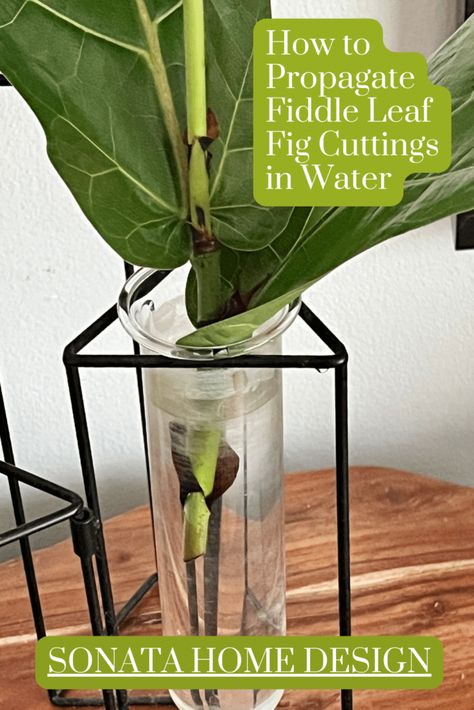 Propagate Fiddle Leaf Fig, Fig Cuttings, Orchid Planters, Fig Plant, Rooting Hormone, New Roots, Fiddle Leaf, Fiddle Leaf Fig, Decorative Pots