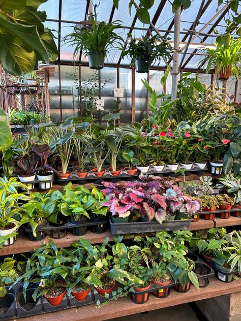 Aesthetic Plant Nursery, Yardwork Aesthetic, Nursery Greenhouse Ideas, Plant Nursery Cafe, Nursery Plants Greenhouses, Garden Mom Aesthetic, Plant Shopping Aesthetic, Garden Centre Aesthetic, Horticulture Student Aesthetic