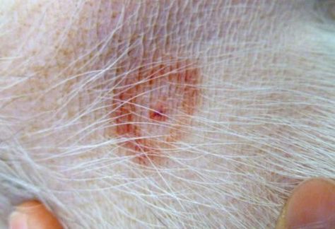 7 Common Bug Bites on Dogs and Cats | petMD Rash On Dogs Belly, Tick Bites On Dogs, Types Of Bug Bites, Black Fly Bites, Spider Bites Pictures, Gnat Bites, Dog Biting Training, Ant Bites, Pet Hospital