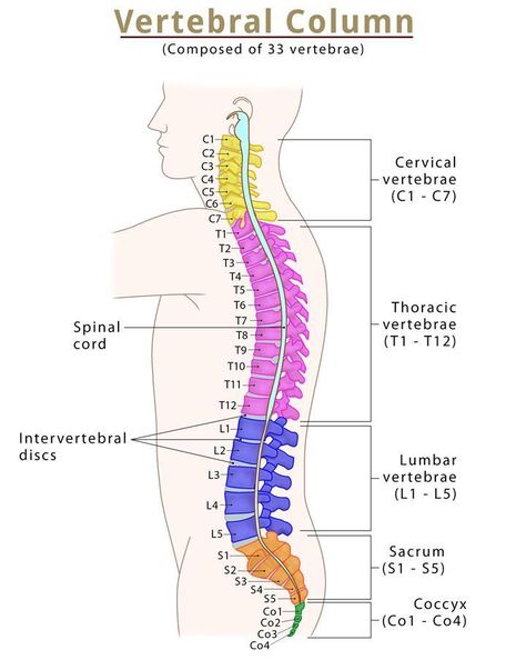 Spine (Vertebral Column) – Bones, Anatomy, & Labeled Diagram Vertebral Column Anatomy, Lumbar Muscles, Anatomy Labeled, Anatomy Structure, Brain Anatomy And Function, Human Skull Anatomy, Spine Bone, Thoracic Cage, Axial Skeleton