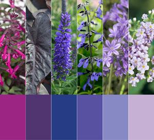 Color Palette For Garden, Landscaping Color Schemes, Cottage Garden Color Palette, Landscaping Color Palette, Flower Garden Color Palette, Analogous Landscape, Garden Colour Palette, Garden Colour Schemes, Garden Color Scheme