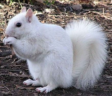 Squirrel Humor, White Squirrel, Squirrel Pictures, White Things, White Animals, The Prophecy, Albino Animals, Cute Squirrel, The Great White