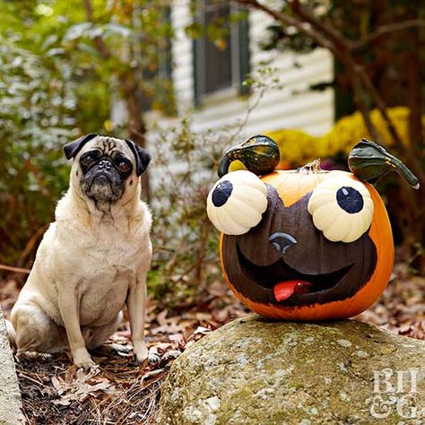 This carved pugkin is doggone cute. Funny Pumpkin Carvings, Pumpkin Stencils Free, Smiling Pumpkin, Creative Pumpkin Painting, Cute Pumpkin Carving, Pumpkin Decorating Contest, Creative Pumpkin Carving, Amazing Pumpkin Carving, Dog Pumpkin