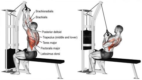 Back And Biceps: The Best Workout Combination - GymGuider.com Back Workout Program, Back Workout Bodybuilding, Good Back Workouts, Cable Workout, Lat Pulldown, Latissimus Dorsi, Trening Fitness, Workout Chart, Biceps Workout