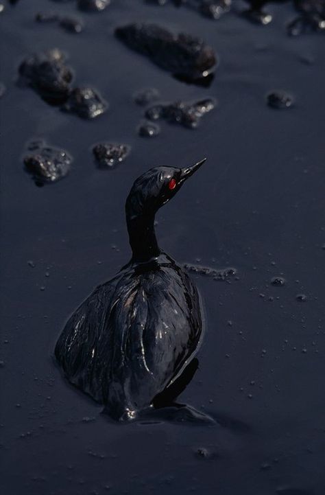 Vhs Film, Oil Pollution, Wow Photo, Marine Pollution, Steve Mc, Ocean Pollution, Steve Mccurry, Habitat Destruction, Water Pollution