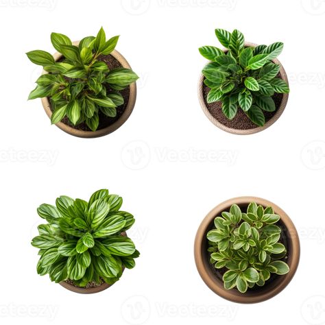 Plant Top View Photoshop, Plants Plan View, Photoshop Furniture Top View Png, Plant Top View Png, Plant Top View, Top View Furniture, Flowers Top View, Furniture Top View, Bed Top View