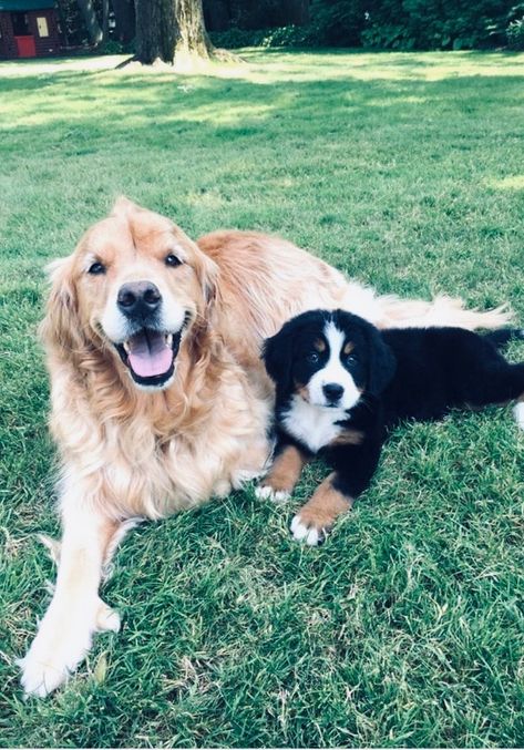 Bernese And Golden Retriever, Golden Retriever And Bernese, Bernese Mountain Dog And Golden Retriever, Golden Retriever And Bernese Mountain Dog, Bernese Mountain Dog And Golden, Bernese Mountain Dog Golden Retriever, Mountain Bernese, Golden Mountain Dog, Burnese Mountain Dog