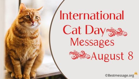 International Cat Day International Cat Day Quotes, World Cat Day, Inspirational Funny, Paul Walker Quotes, National Cat Day, International Cat Day, World Cat, Inspirational Humor, Wishes Messages