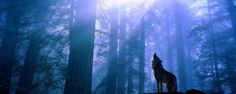 Wolves Wallpaper Backgrounds, Wolf Background, Wolf Images, Fantasy Wolf, Wolf Wallpaper, Howl At The Moon, Wild Wolf, Wolf Pictures, K Wallpaper