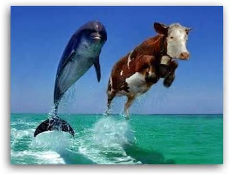 cow and dolphin jumping - Yahoo Search Results Cow And Dolphin, Funny Weird Pictures, Funny Dolphin, Funny Weather, Texas Weather, Camel Pose, Weird Pictures, Yahoo Search, Wild Birds