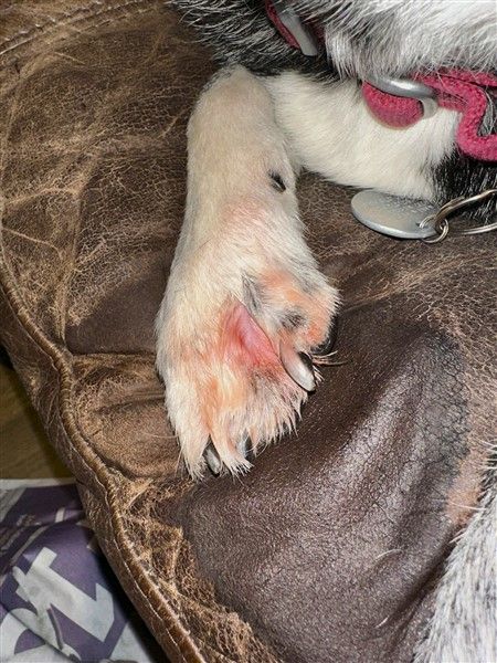 Does A Dog Paw Yeast Infection Soak HELP - or HURT? Yeast Infection In Dogs Paw, Dog Yeast Infection Paws Remedy, Yeast On Dogs Paws, Home Remedy For Dog Ear Yeast, Paw Soak For Dogs, Yeast Dog Paw, Dog Yeast Infection Skin Remedies, Dog Paw Remedies, Yeast Infection In Dogs