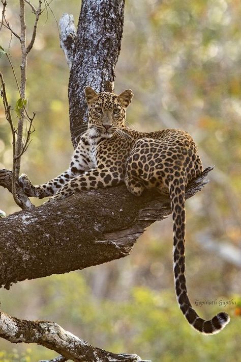 Jaguar Leopard, Lily Art, Amur Leopard, Cat Reference, Animals Amazing, Nairobi Kenya, Nature Preserve, African Wildlife, Leopards