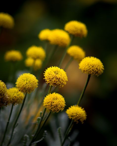 These cool little yellow fluffy flowers caught my eye. There apparently called Craspedia globosa which to me is a bit of a mouthful so I doubt I’ll be remembering that one 🤣 . . . . . #flowers #flowerstagram #yellow #nature #naturepgotography #gardenlove Craspedia Globosa, Fluffy Flowers, Yellow Nature, Yellow, Flowers, Quick Saves, Nature