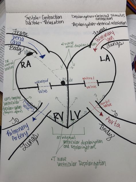 Emt Study, Nursing School Life, Cardiology Nursing, Temple Texas, Studie Hacks, Medical Assistant Student, Paramedic School, Heart Diagram, Nursing School Essential