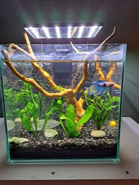 5 Gallon Tank Ideas, 5 Gallon Tank, Tank Terrarium, Fish Tank Themes, Fish Tank Terrarium, Fish Keeping, Fish Tank Design, Nano Aquarium, Aquarium Landscape