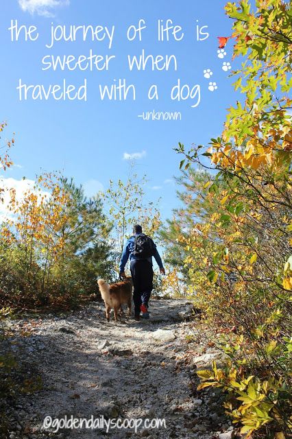 Why You Should Hike With Your Dog #Walktober Love Dog Tattoo, Dog Quotes Love Best Friends, Animal Quotes Funny, Labrador Quotes, Paw Quotes, Quotes About Dogs, Dog Mom Quotes, Hiking With Dogs, Dog Lifestyle