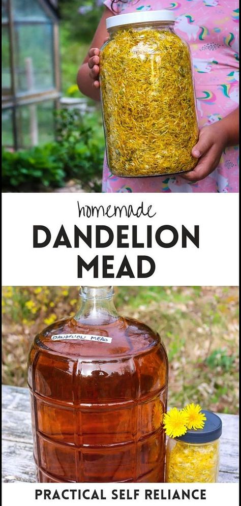 Our Homemade Dandelion Mead highlights Dandelion Uses & Dandelion Benefits. Turn dandelions into an exceptional mead, blending health benefits with the sweetness of honey. A creative foraging and brewing project, it showcases the potential of common dandelions. Explore more on homemade drinks, alcoholic drinks recipes, and edible wild flowers at practicalselfreliance.com. Dandelion Mead, Alcoholic Drinks Recipes, Dandelion Uses, Healthy Spring Recipes, Dandelion Benefits, Mead Recipe, Yeast Packet, Dandelion Wine, Wine Yeast