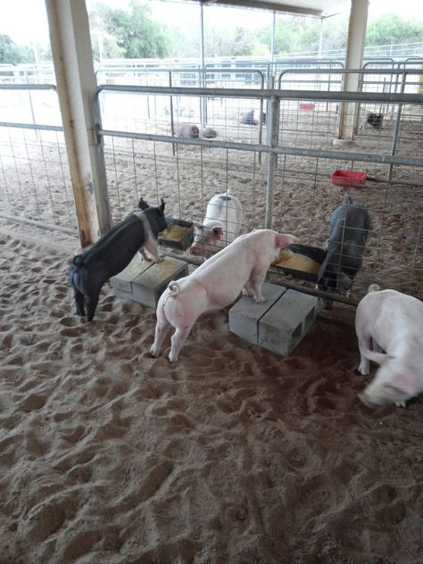 4h Livestock, Farm Pigs, Pig Feeder, Pig Showing, Cute Farm Animals, Show Goats, Raising Pigs, Goat Barn, Teacup Pigs