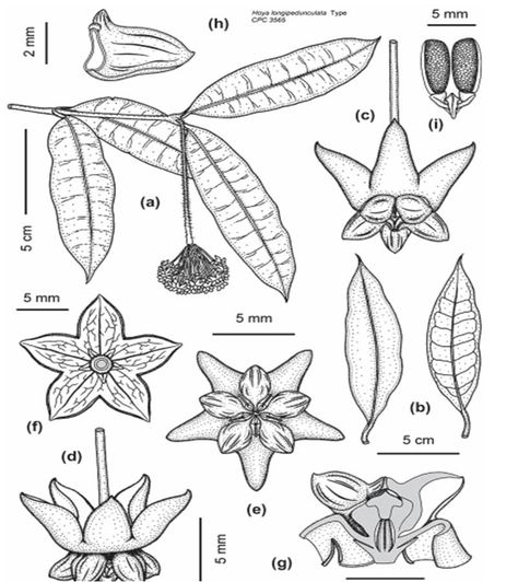 Hoya Drawing, Hoya Tattoo, Hoya Deykeae, Hoya Australis Lisa Flower, Hoya Botanical Illustration, Ikea Greenhouse, Hoya Endauensis, Hoya Griffithii Splash, Geometric Tattoo