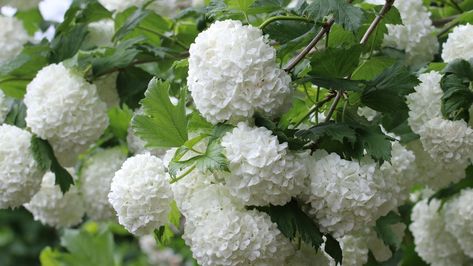 must use Viburnums easy and some grow 15-20 - arrowwood is considered evergreen Viburnum Flower, Snowball Tree, Snowball Viburnum, Guelder Rose, Landscaping Around House, Viburnum Opulus, Monrovia Plants, Flower Language, Plant Catalogs