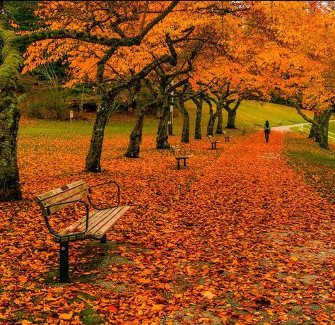 Ann on Instagram: “I had a little bit of time today to chase some fall colours. I went to Deer Lake followed by Burnaby Mountain Park and I am happy to report…” Autumn Highlights, Canada Vancouver, Fall Colours, Vancouver Bc Canada, Mountain Park, Bc Canada, Vancouver Canada, Vancouver Bc, Sunshine Coast