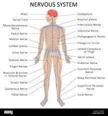 Nervous System Diagram, Nervous System Anatomy, Brain Diagram, Femoral Nerve, Nerve Anatomy, Radial Nerve, Human Nervous System, Medical Assistant Student, Ulnar Nerve