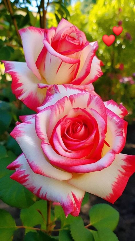 Beautiful Roses & Flowers 🌺 | for you with love Rose Flower Photos, Photo Rose, Rose Belle, Rare Roses, Rose Flower Pictures, Beautiful Flowers Photos, Have Inspiration, Cute Flower Wallpapers, Balloon Flowers