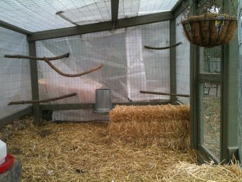 Dry chicken run in winter Winter Chicken Run, Chicken Doodles, Owning Chickens, City Chickens, Quail Coop, City Chicken, Farm Chickens, Farm Diy, Chickens In The Winter