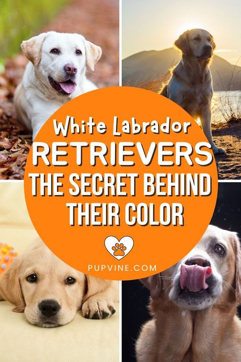 White Labradors have the rarest coat color in this dog breed. Are they the same as albino dogs, and how rare are they? Let's find out! Albino Dogs, Albino Dog, Dudley Labrador, Labrador Names, White Labrador, Chicken For Dogs, Yellow Labrador Retriever, Lab Puppy, Black Labs