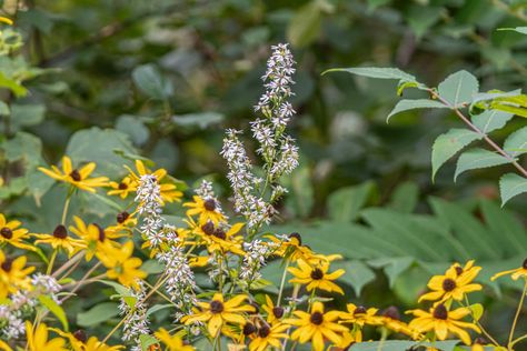 Black-eyed Susans and Calico Asters. Photo by John Grotz. Black Eyed Susan, Black Eyed, Eye Black, Flowers, Black