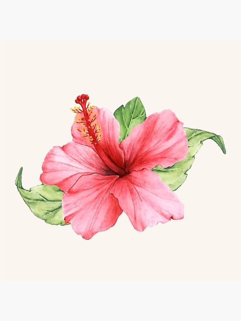 "Pink Watercolor Hibiscus Flower" Canvas Print by newburyboutique | Redbubble Hibiscus Tattoo, Flower Vector, Illustration Blume, Carnation Flower, Plant Drawing, Trendy Flowers, Hand Drawn Flowers, Hibiscus Flower, Flower Canvas