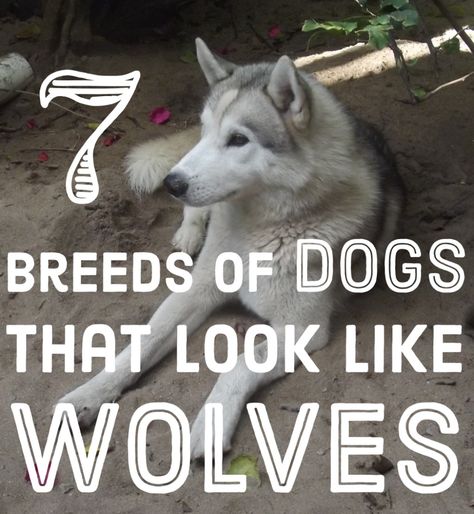 If you are thinking about getting a wolf hybrid, take a look at these dog breeds before making up your mind. Seppala Siberian, Saarloos Wolfdog, Caine Husky, Personal Protection Dog, Pet Wolf, Czechoslovakian Wolfdog, Dogs Husky, Finnish Lapphund, Husky Cross